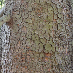 PICEA ORIENTALIS - CAUCASO - ABIETACEAE - PINACEAE - 5528