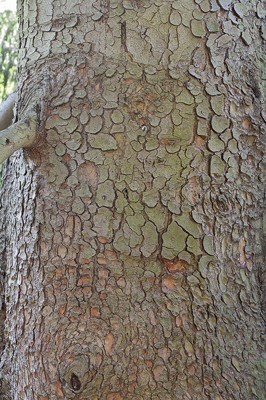 PICEA ORIENTALIS - CAUCASO - ABIETACEAE - PINACEAE - 5528
