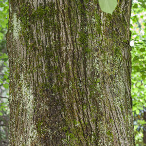 TILIA TOMENTOSA - EUROPA ORIENTALE ASIA MINORE - TILIACEAE - 5554
