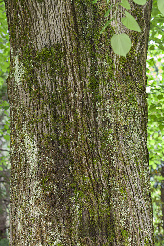 TILIA TOMENTOSA - EUROPA ORIENTALE ASIA MINORE - TILIACEAE - 5554