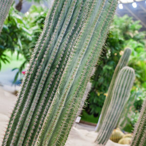 PACHYCEREUS PRINGLEI - CACTACEAE - 1232