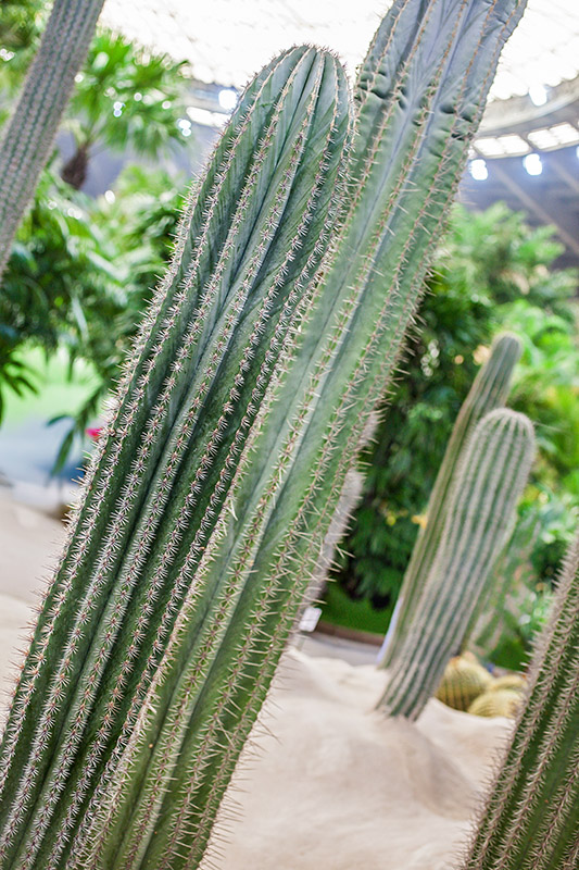 PACHYCEREUS PRINGLEI - CACTACEAE - 1232