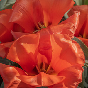 TULIPA, TULIPANO, GIANT ORANGE SUNSET, LILIACEAE - 2533