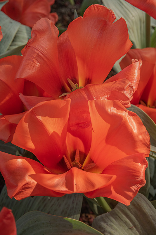 TULIPA, TULIPANO, GIAIANT ORANGE SUNSET, LILIACEAE - 2533