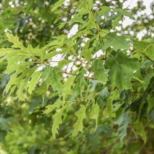 QUERCUS PALUSTRIS, QUERCIA DELLE PALUDI, NORD AMERICA, CANADA, FAGACEAE - 5334