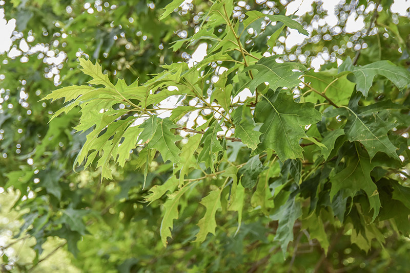 QUERCUS PALUSTRIS, QUERCIA DELLE PALUDI, NORD AMERICA, CANADA, FAGACEAE - 5334 - immagine 1