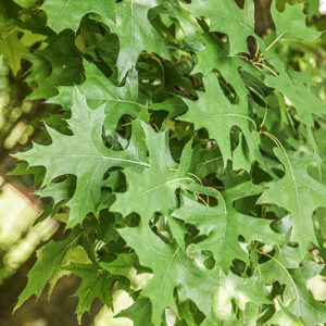 QUERCUS PALUSTRIS, QUERCIA DELLE PALUDI, NORD AMERICA, CANADA, FAGACEAE - 5335