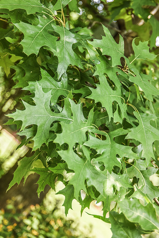 QUERCUS PALUSTRIS, QUERCIA DELLE PALUDI, NORD AMERICA, CANADA, FAGACEAE - 5335