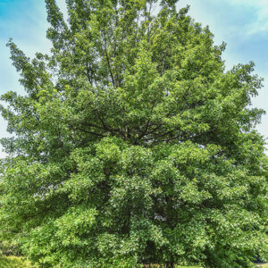 QUERCUS PALUSTRIS, QUERCIA DELLE PALUDI, NORD AMERICA, CANADA, FAGACEAE - 5336