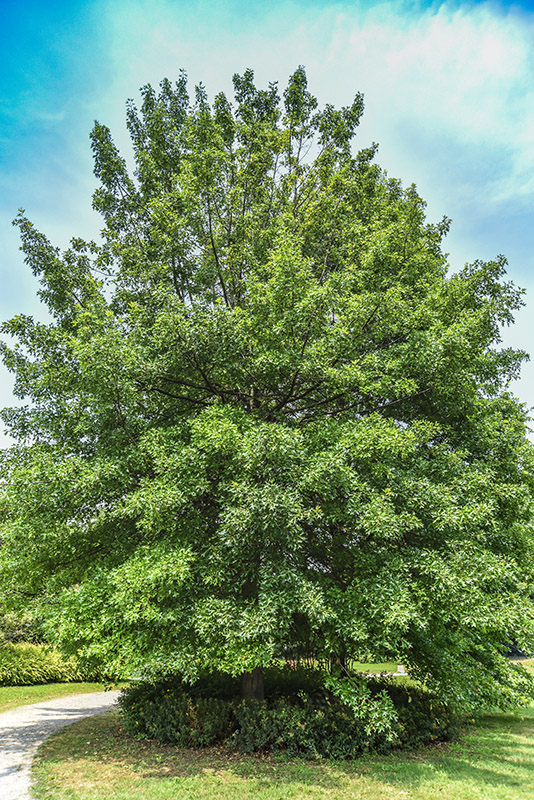 QUERCUS PALUSTRIS, QUERCIA DELLE PALUDI, NORD AMERICA, CANADA, FAGACEAE - 5336