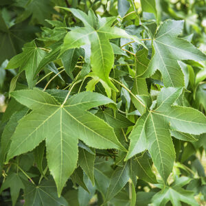 LIQUIDAMBAR STYRACIFLUA, L, LIQUIDAMBAR, NORD AMERICA, ALTINGIACEAE - 5338