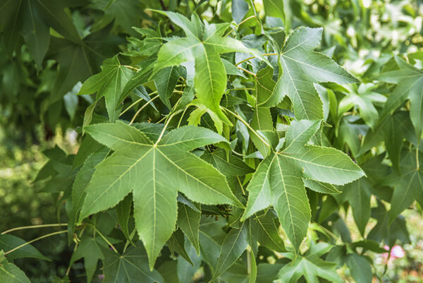 LIQUIDAMBAR STYRACIFLUA, L, LIQUIDAMBAR, NORD AMERICA, ALTINGIACEAE - 5338