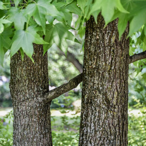 LIQUIDAMBAR STYRACIFLUA, L, LIQUIDAMBAR, NORD AMERICA, ALTINGIACEAE - 5339