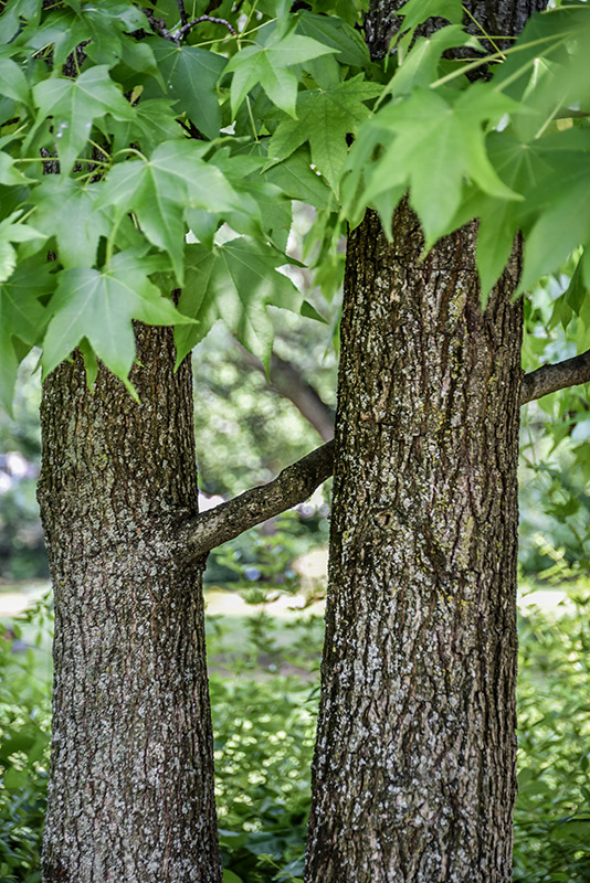 LIQUIDAMBAR STYRACIFLUA, L, LIQUIDAMBAR, NORD AMERICA, ALTINGIACEAE - 5339