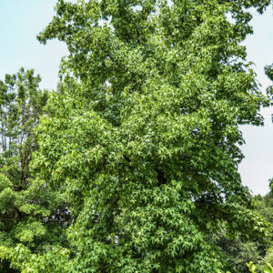 LIQUIDAMBAR STYRACIFLUA, L, LIQUIDAMBAR, NORD AMERICA, ALTINGIACEAE - 5340