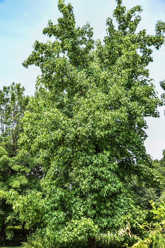 LIQUIDAMBAR STYRACIFLUA, L, LIQUIDAMBAR, NORD AMERICA, ALTINGIACEAE - 5340