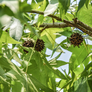 LIQUIDAMBAR STYRACIFLUA, L, LIQUIDAMBAR, NORD AMERICA, ALTINGIACEAE - 5341