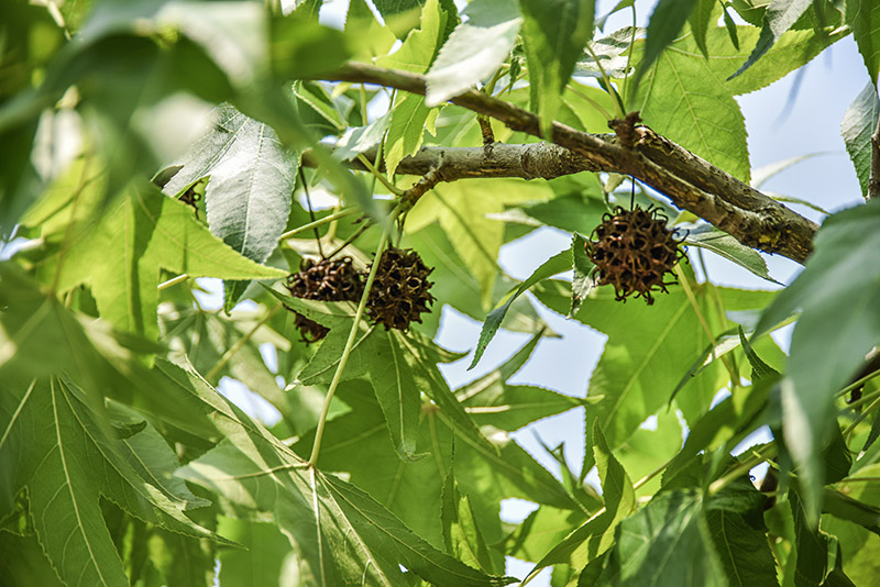LIQUIDAMBAR STYRACIFLUA, L, LIQUIDAMBAR, NORD AMERICA, ALTINGIACEAE - 5341 - immagine 1