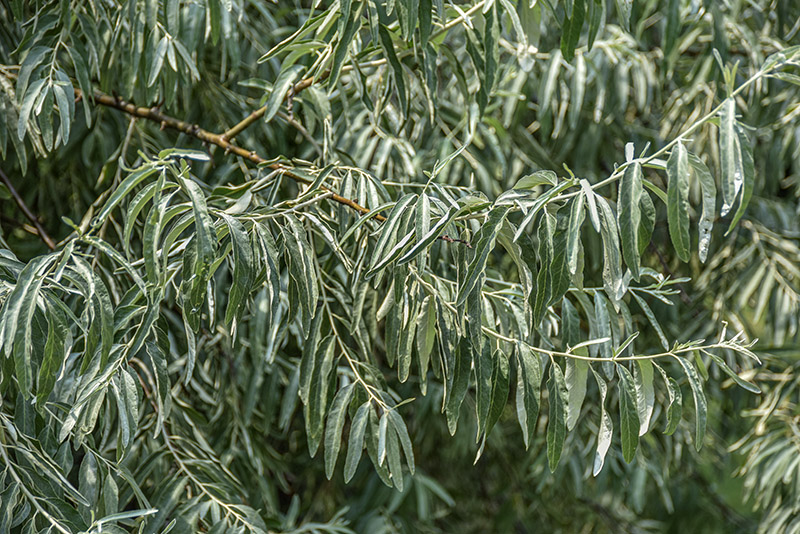 ELAEGNUS COMMUTATA, NORD AMERICA, ELAEAGNACEAE - 5343 - immagine 1