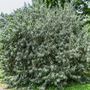 ELAEGNUS COMMUTATA, NORD AMERICA, ELAEAGNACEAE - 5344