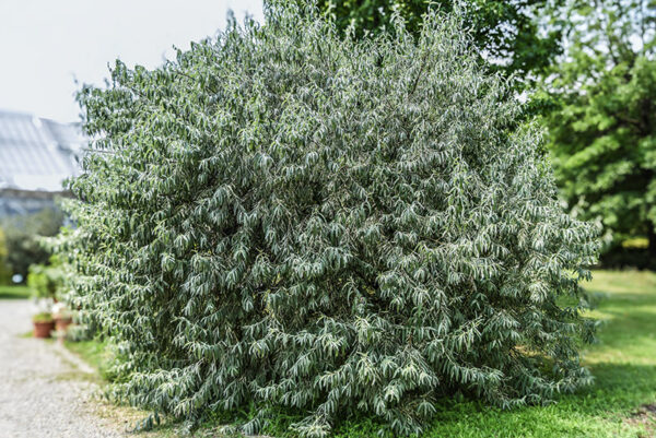 ELAEGNUS COMMUTATA, NORD AMERICA, ELAEAGNACEAE - 5344