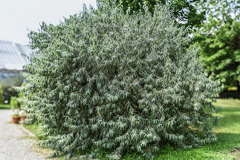 ELAEGNUS COMMUTATA, NORD AMERICA, ELAEAGNACEAE - 5344 - immagine 1