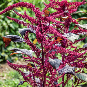 AMARANTHUS HYPOCHONDRIACUS, L, AMARANTO SANGUIGNO, PERÙ, AMARANTHACEAE - 5346