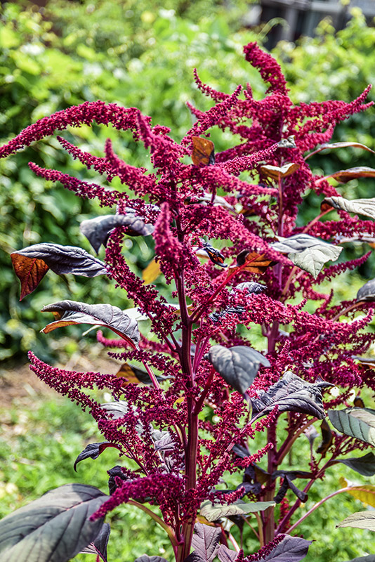 AMARANTHUS HYPOCHONDRIACUS, L, AMARANTO SANGUIGNO, PERÙ, AMARANTHACEAE - 5346