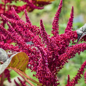 AMARANTHUS HYPOCHONDRIACUS, L, AMARANTO SANGUIGNO, PERÙ, AMARANTHACEAE - 5347