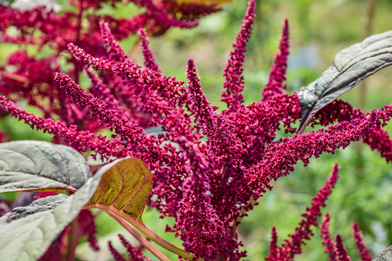 AMARANTHUS HYPOCHONDRIACUS, L, AMARANTO SANGUIGNO, PERÙ, AMARANTHACEAE - 5347 - immagine 1