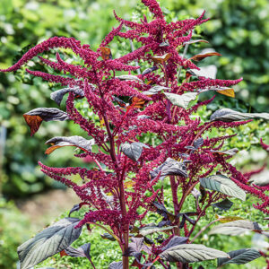 AMARANTHUS HYPOCHONDRIACUS, L, AMARANTO SANGUIGNO, PERÙ, AMARANTHACEAE - 5348
