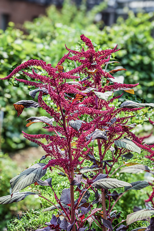 AMARANTHUS HYPOCHONDRIACUS, L, AMARANTO SANGUIGNO, PERÙ, AMARANTHACEAE - 5348