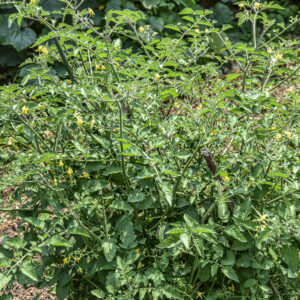SOLANUM PIMPINELLIFOLIUM, POMODORO SELVATICO BACCA ROSSA, VIRU, GALUNGA, PERÙ, SOLANACEAE - 5350