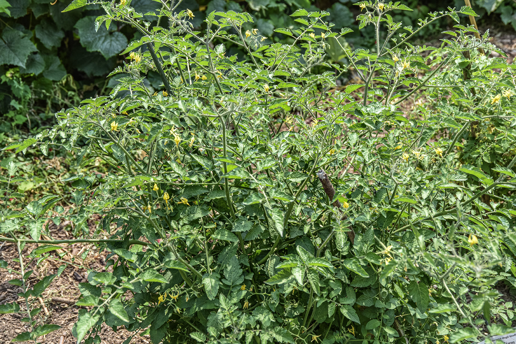 SOLANUM PIMPINELLIFOLIUM, POMODORO SELVATICO BACCA ROSSA, VIRU, GALUNGA, PERÙ, SOLANACEAE - 5350 - immagine 1
