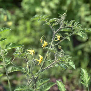 SOLANUM PIMPINELLIFOLIUM, POMODORO SELVATICO BACCA ROSSA, VIRU, GALUNGA, PERÙ, SOLANACEAE - 5351