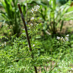 SOLANUM FERNANDINA GALAPAGOS, POMODORO SELVATICO, SOLANACEAE - 5354