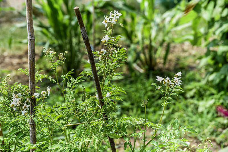SOLANUM FERNANDINA GALAPAGOS, POMODORO SELVATICO, SOLANACEAE - 5354 - immagine 1