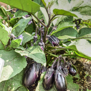 SOLANUM MELONGENA, L, MELANZANA BACCA VIOLA, SOLANACEAE - 5356