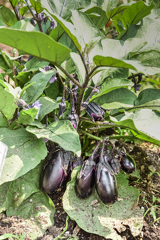 SOLANUM MELONGENA, L, MELANZANA BACCA VIOLA, SOLANACEAE - 5356