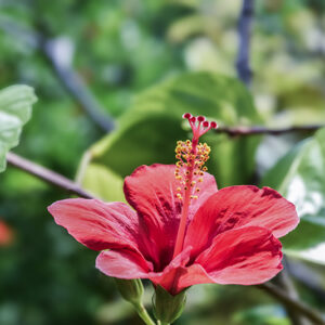 HIBISCUS ROSA SINENSIS, L, EST ASIA, MALVACEAE - 5359