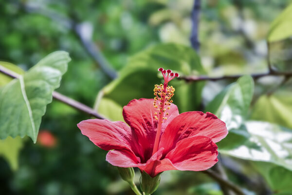 HIBISCUS ROSA SINENSIS, L, EST ASIA, MALVACEAE - 5359