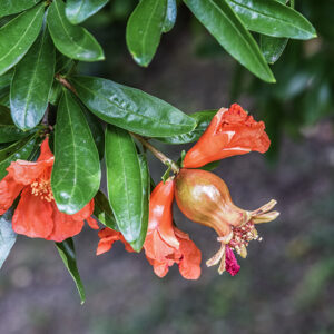PUNICA GRANATUM, L, MELOGRANO, POMEGRANATE, LYTHRACEAE, IRAN, ASIA SUD OCCIDENTALE - 5363