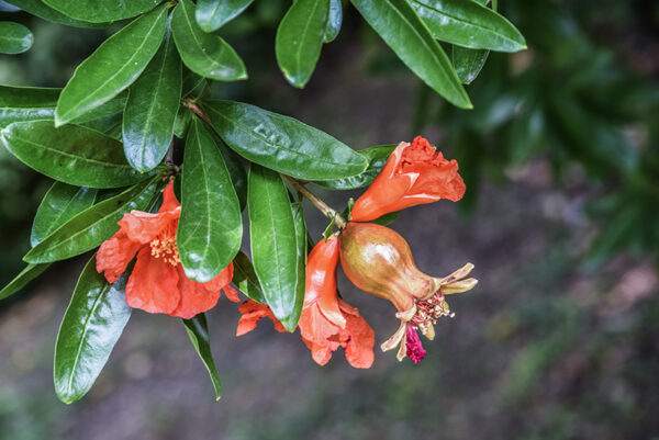 PUNICA GRANATUM, L, MELOGRANO, POMEGRANATE, LYTHRACEAE, IRAN, ASIA SUD OCCIDENTALE - 5363