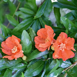 PUNICA GRANATUM, L, MELOGRANO, POMEGRANATE, LYTHRACEAE, IRAN, ASIA SUD - 5366
