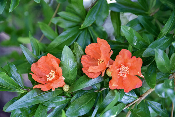PUNICA GRANATUM, L, MELOGRANO, POMEGRANATE, LYTHRACEAE, IRAN, ASIA SUD - 5366