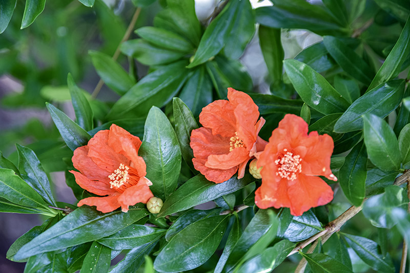 PUNICA GRANATUM, L, MELOGRANO, POMEGRANATE, LYTHRACEAE, IRAN, ASIA SUD - 5366 - immagine 1