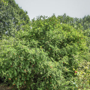 PUNICA GRANATUM, L, MELOGRANO, POMEGRANATE, LYTHRACEAE, IRAN, ASIA SUD OCCIDENTALE - 5367