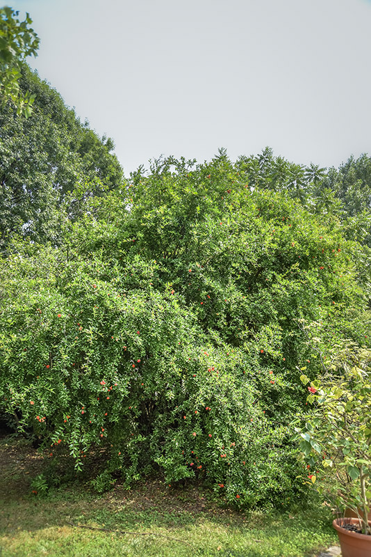 PUNICA GRANATUM, L, MELOGRANO, POMEGRANATE, LYTHRACEAE, IRAN, ASIA SUD OCCIDENTALE - 5367