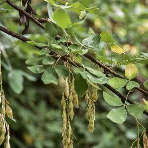 LABURNUM ANAGYROIDES, MEDIK, MAGGIOCIONDOLO, EUROPA MERIDIONALE, LEGUMINOSAE - 5369