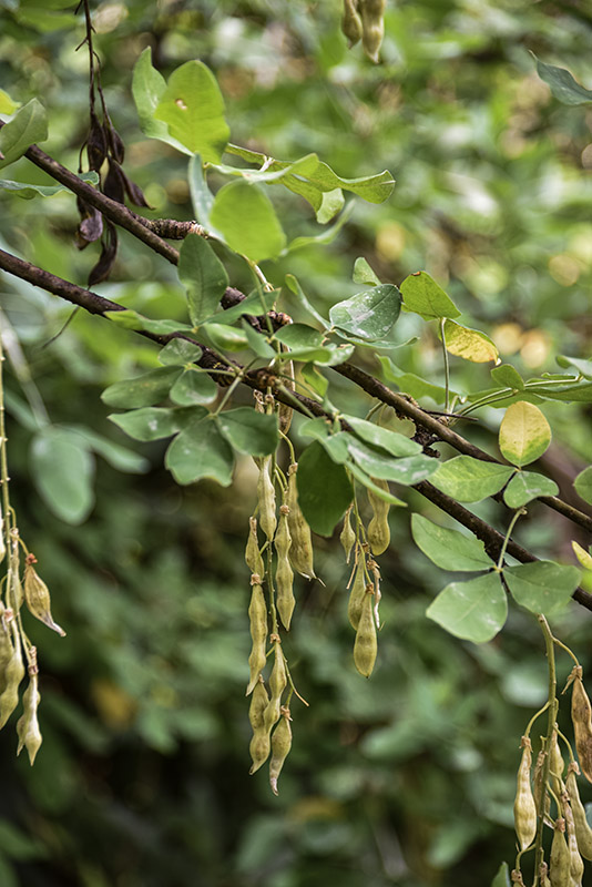 LABURNUM ANAGYROIDES, MEDIK, MAGGIOCIONDOLO, EUROPA MERIDIONALE, LEGUMINOSAE - 5369